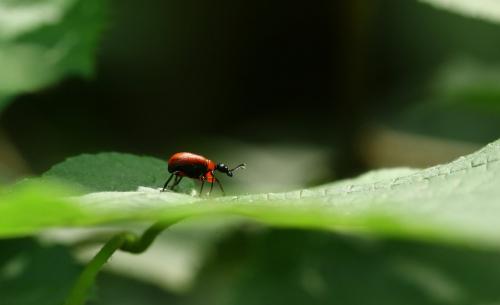 Réf. 285 533 : Apoderus coryli